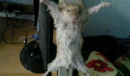 老鼠视频爆料,视频爆料背后的惊人真相